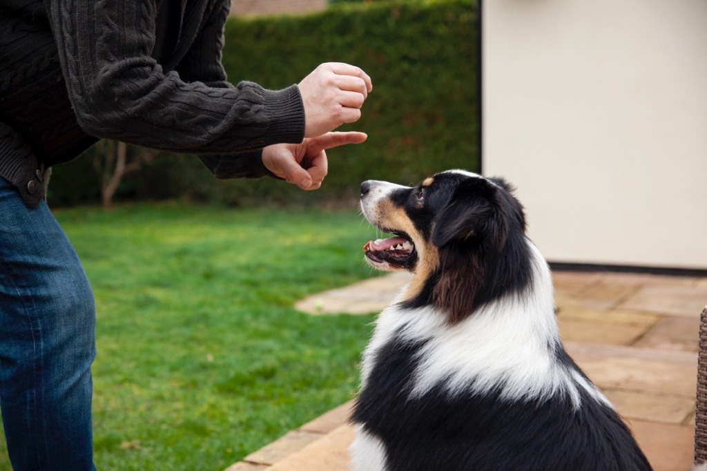 Entrenamiento canino positivo en grupo