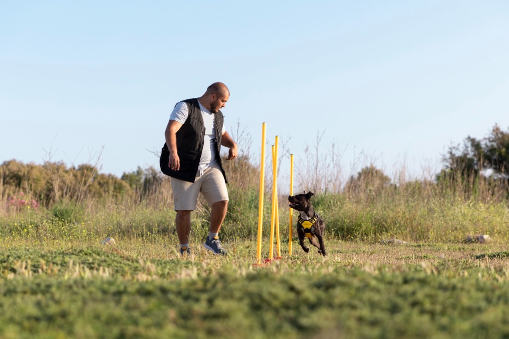 Perro entrenando